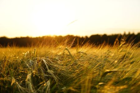 À la ferme comme à l’usine : vivre des fruits de son travail